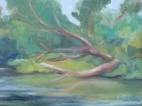 Fallen Tree